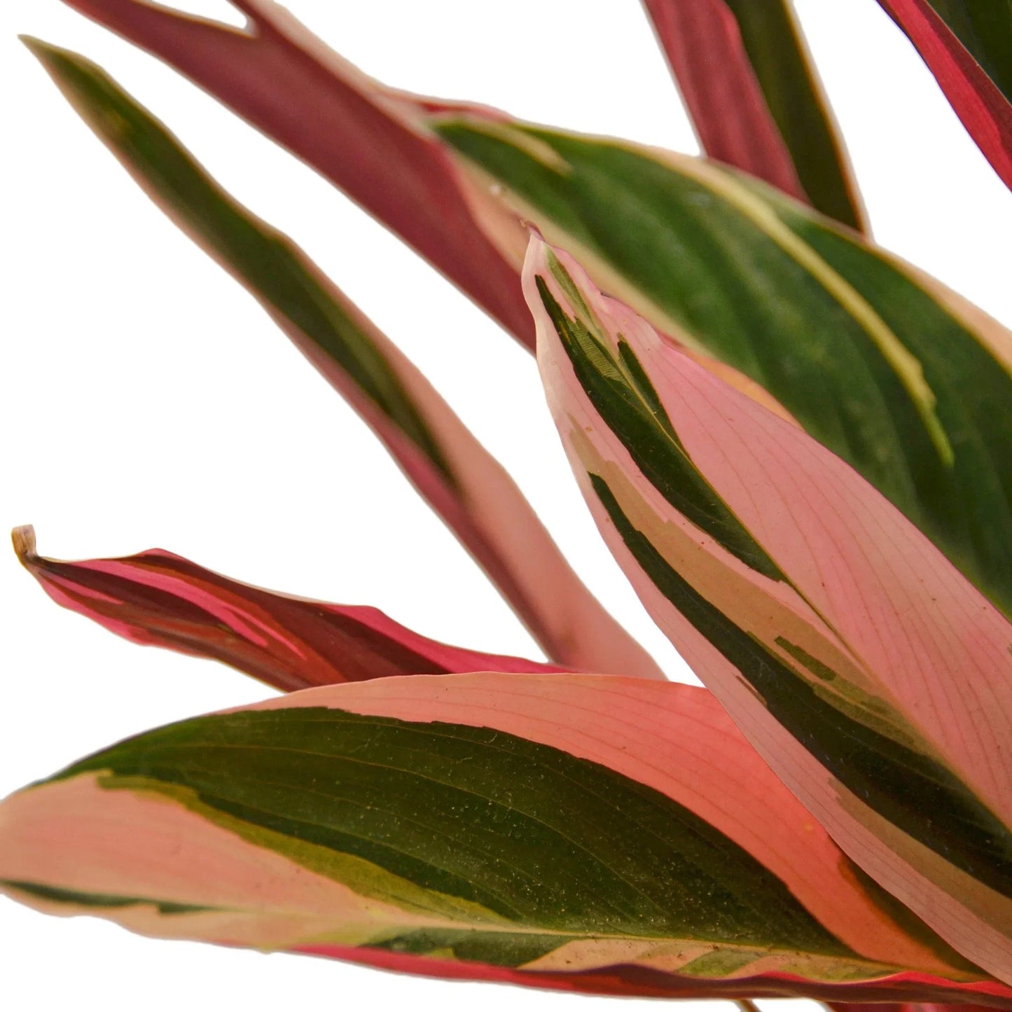 Stromanthe Triostar 6" potted plant