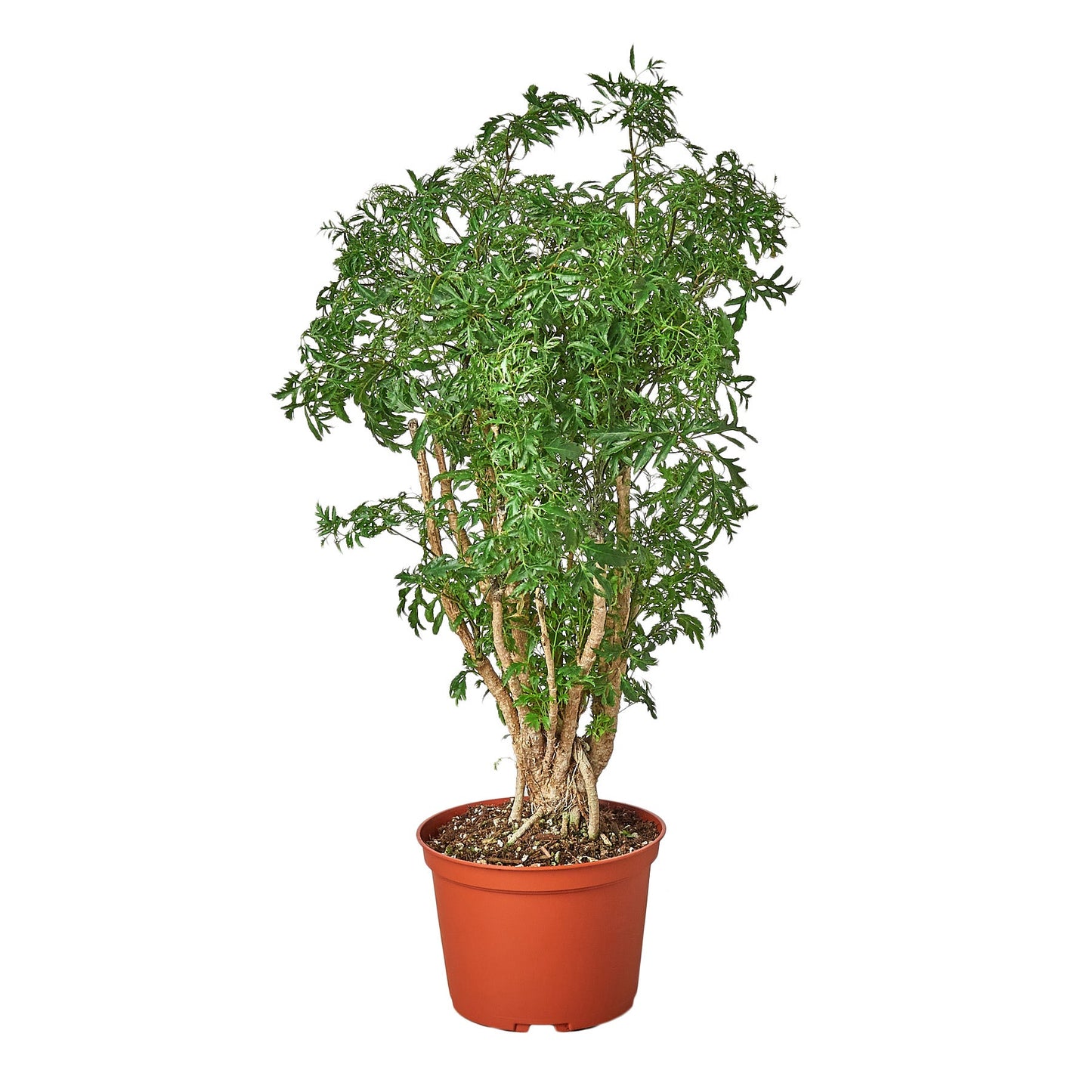 Aralia Ming Stump Plant potted plant