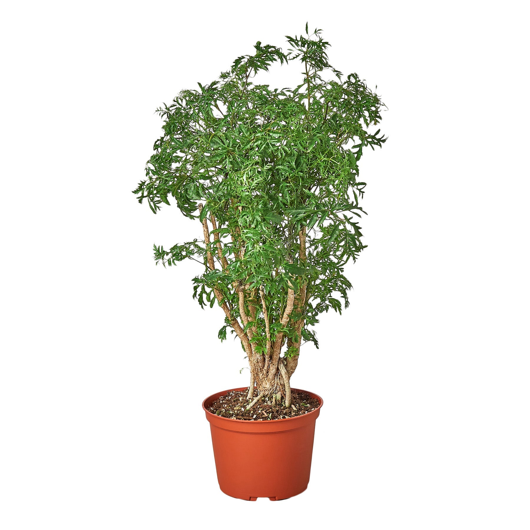 Aralia Ming Stump Plant potted plant