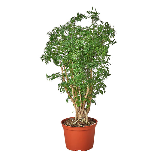 Aralia Ming Stump Plant potted plant