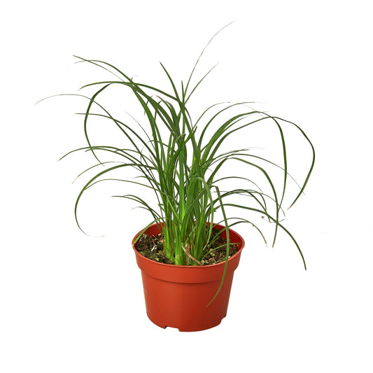 Palm Ponytail potted plant