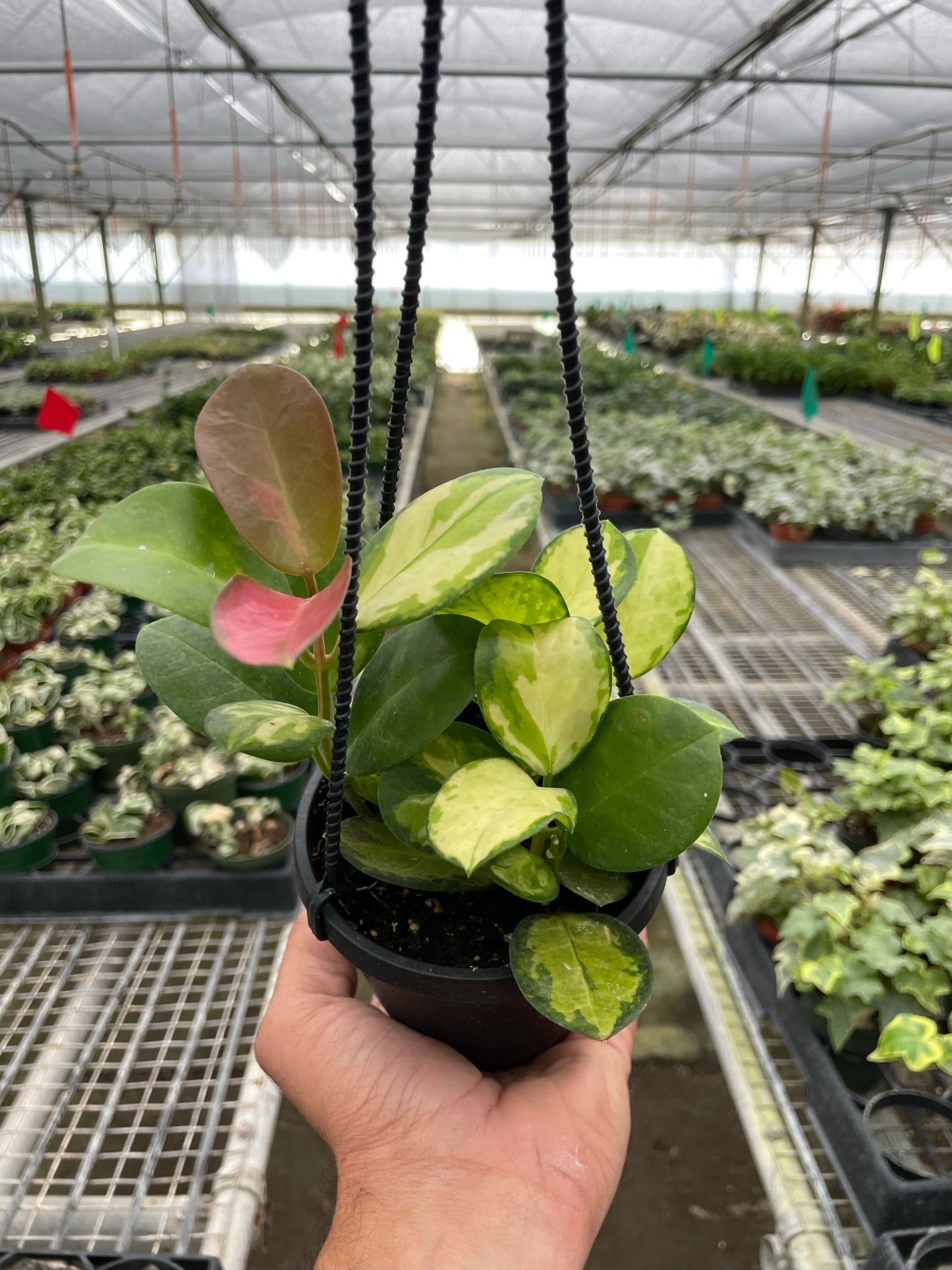 Hoya 'Lisa' potted plant