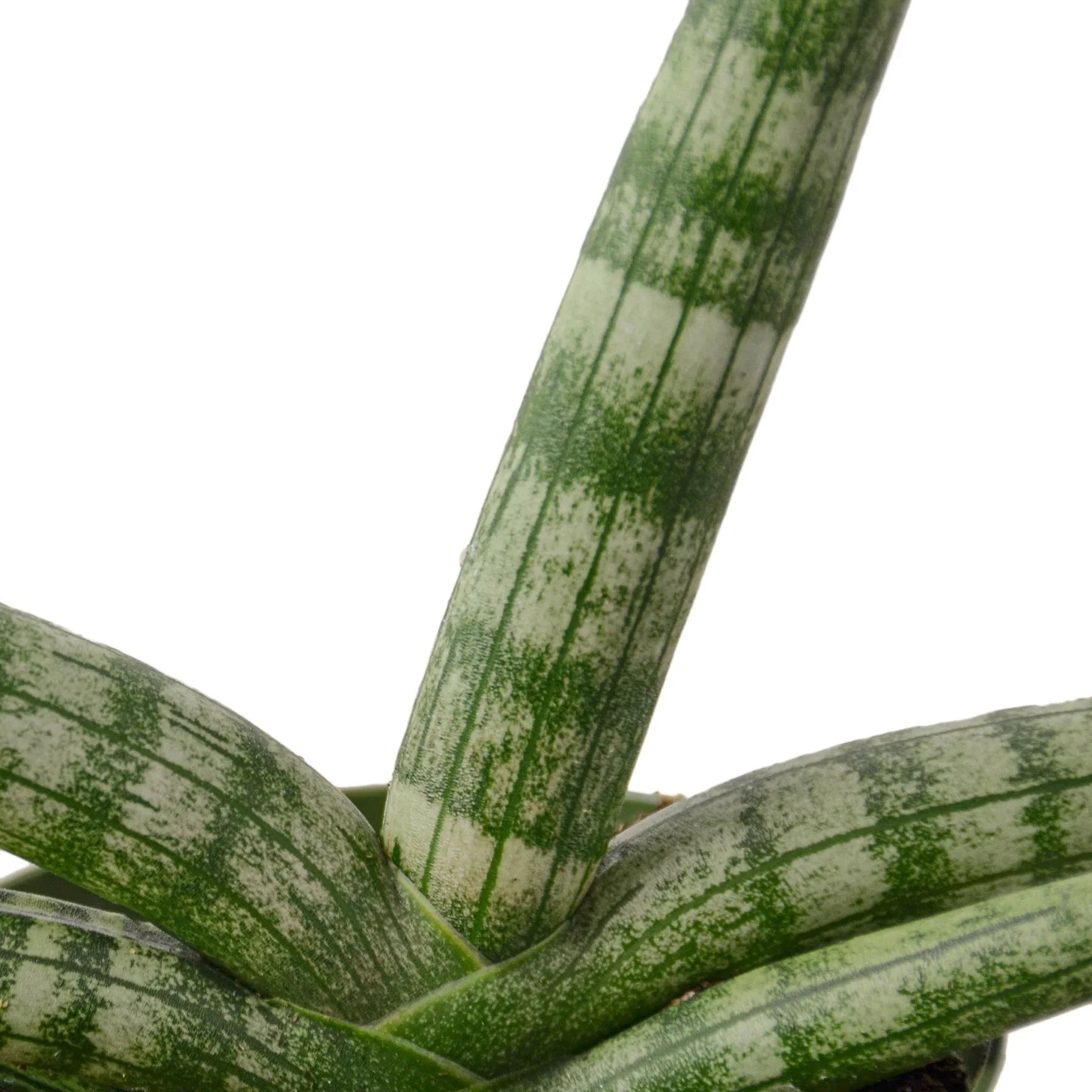 Snake Plant Starfish potted plant