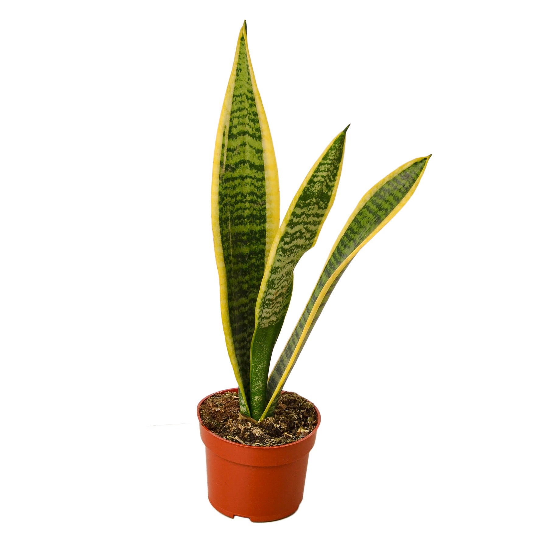 Snake Plant Laurentii 4" potted plant