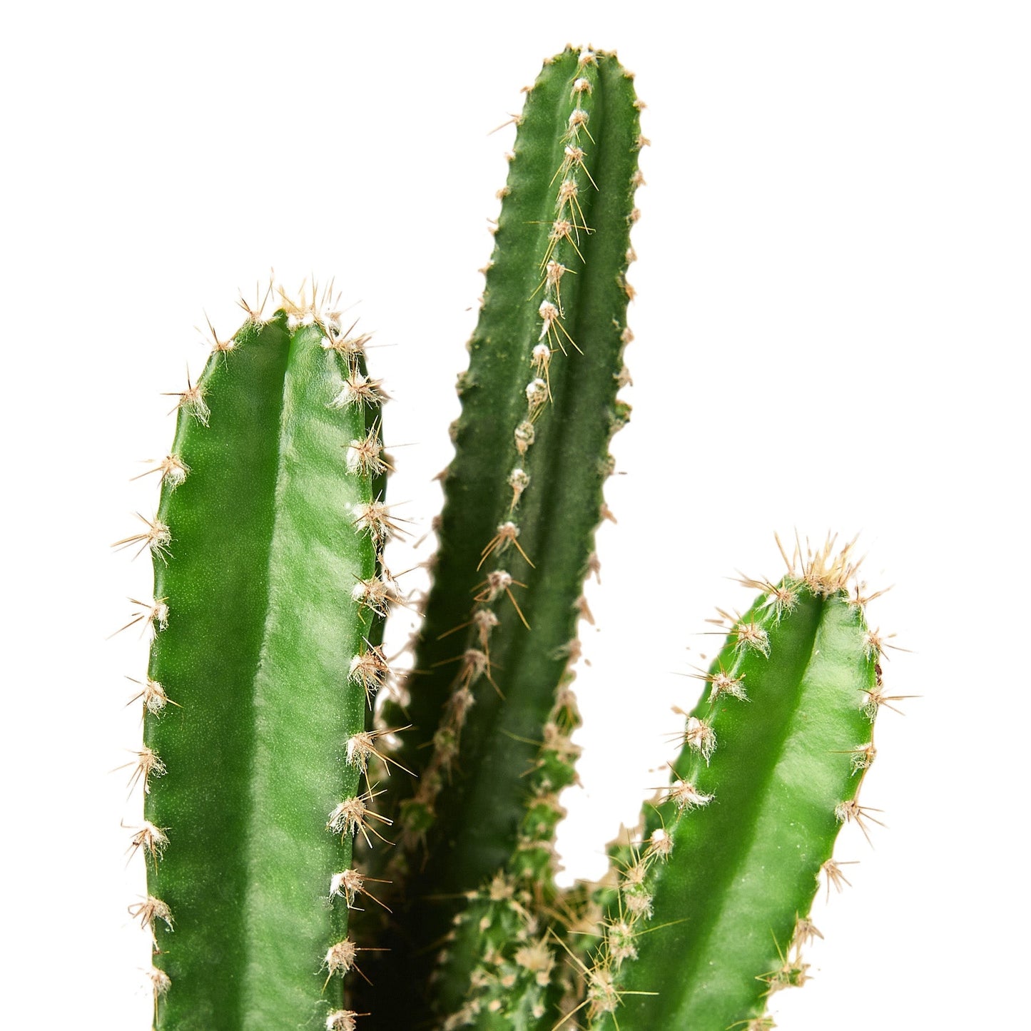 Fairy Castle Cactus potted plant