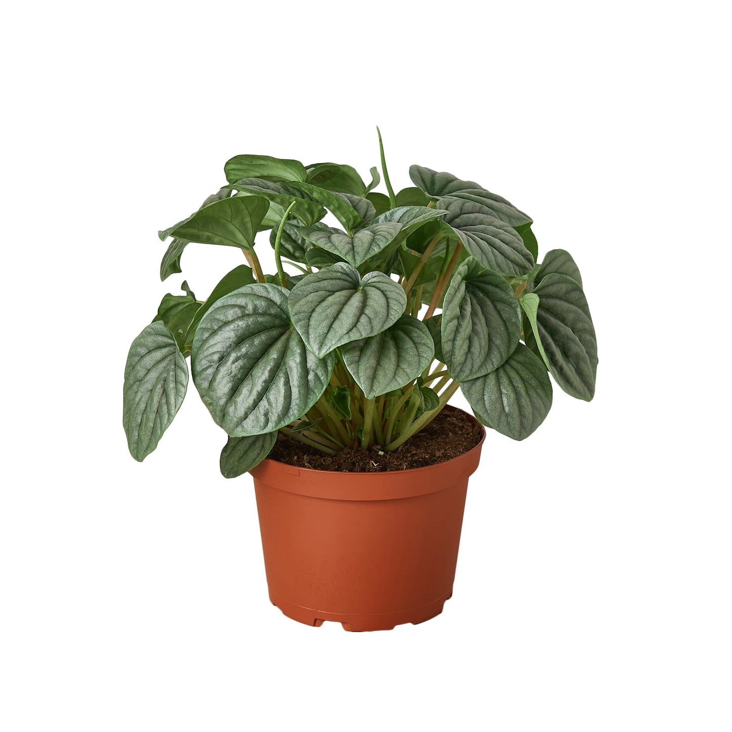 Peperomia 'Frost' potted plant