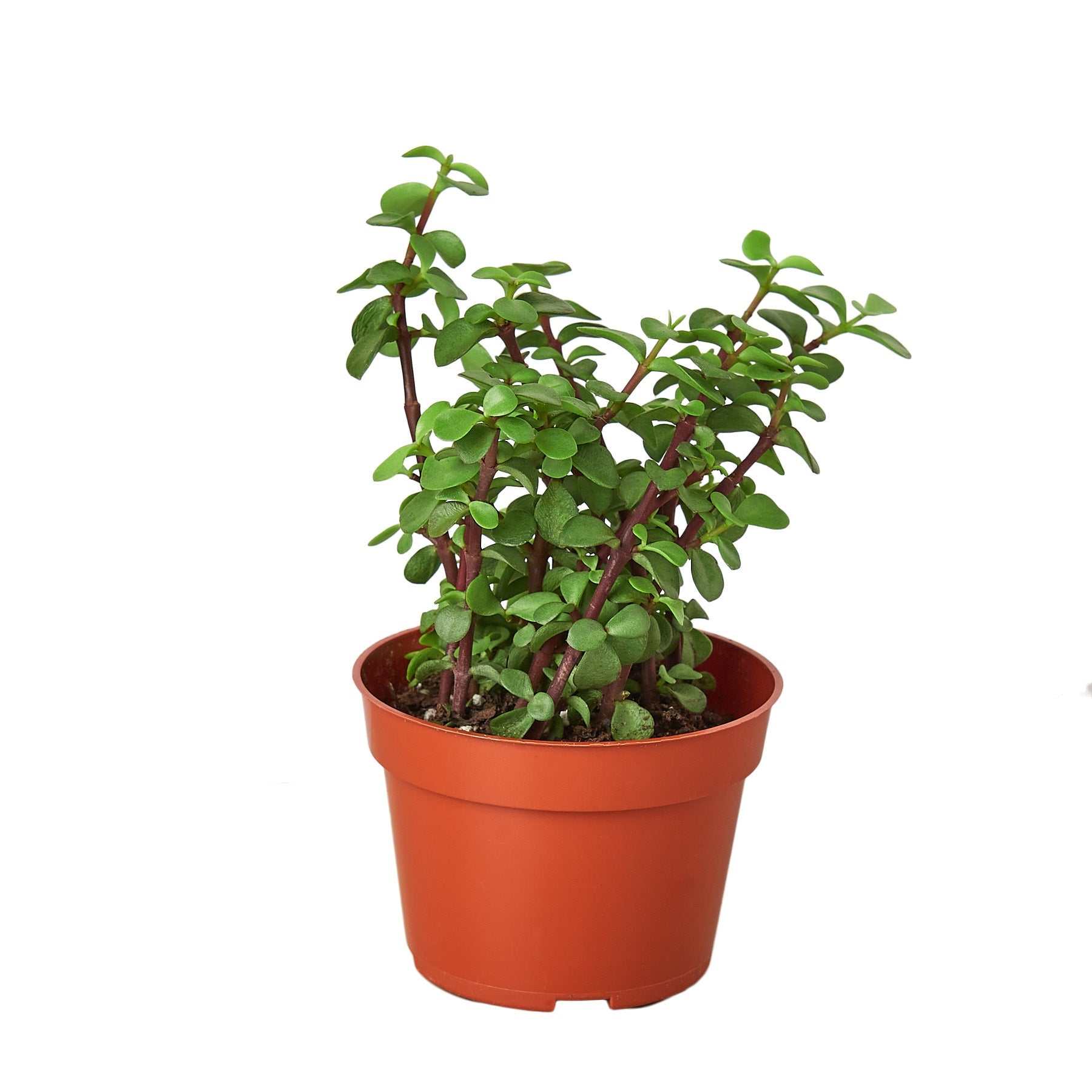 Succulent 'Elephant Bush' potted plant