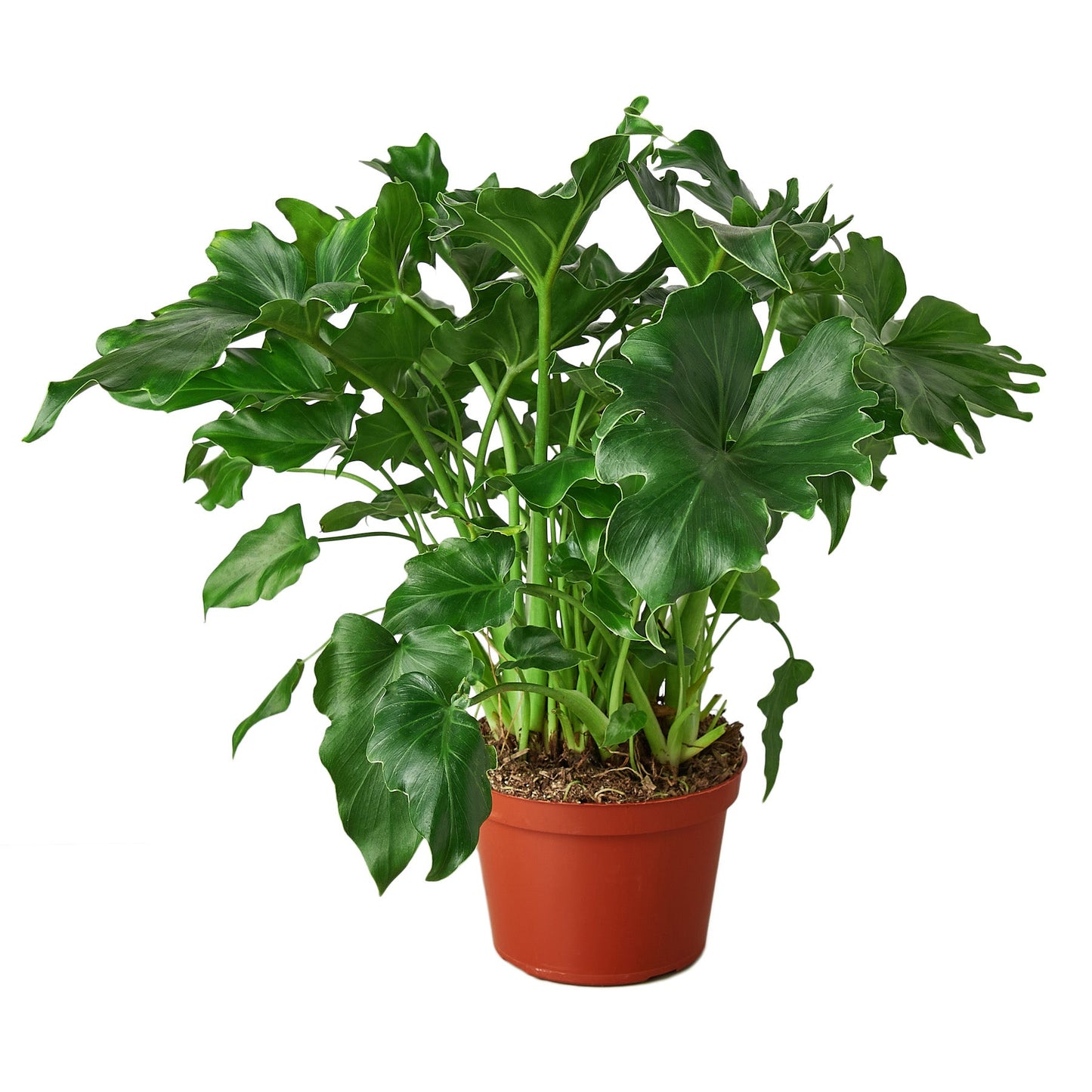 Philodendron ‘Little Hope' potted plant