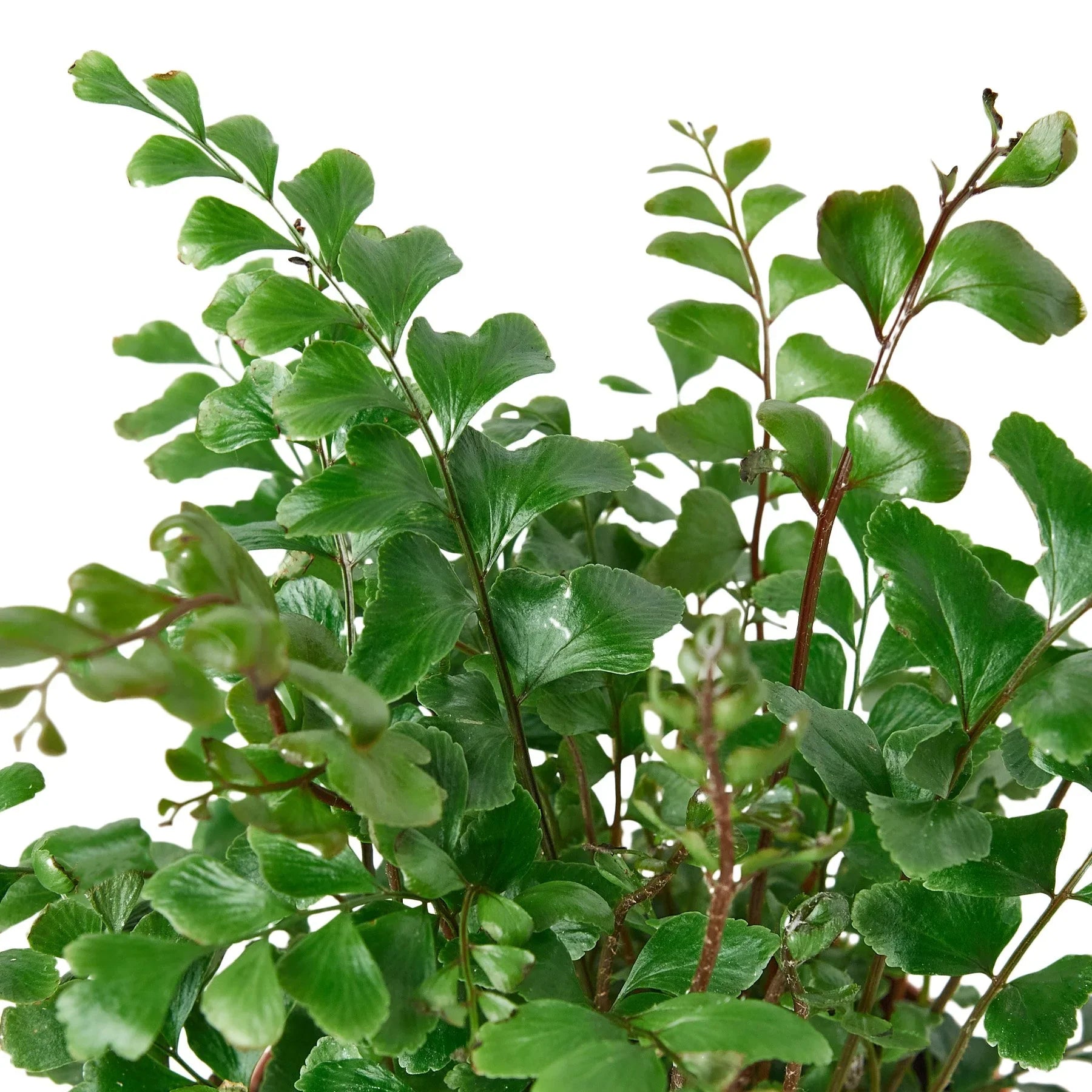 Mahogany Fern potted plant