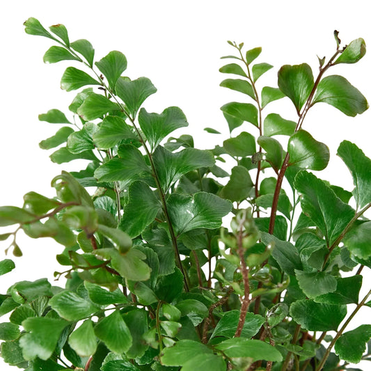 Mahogany Fern potted plant