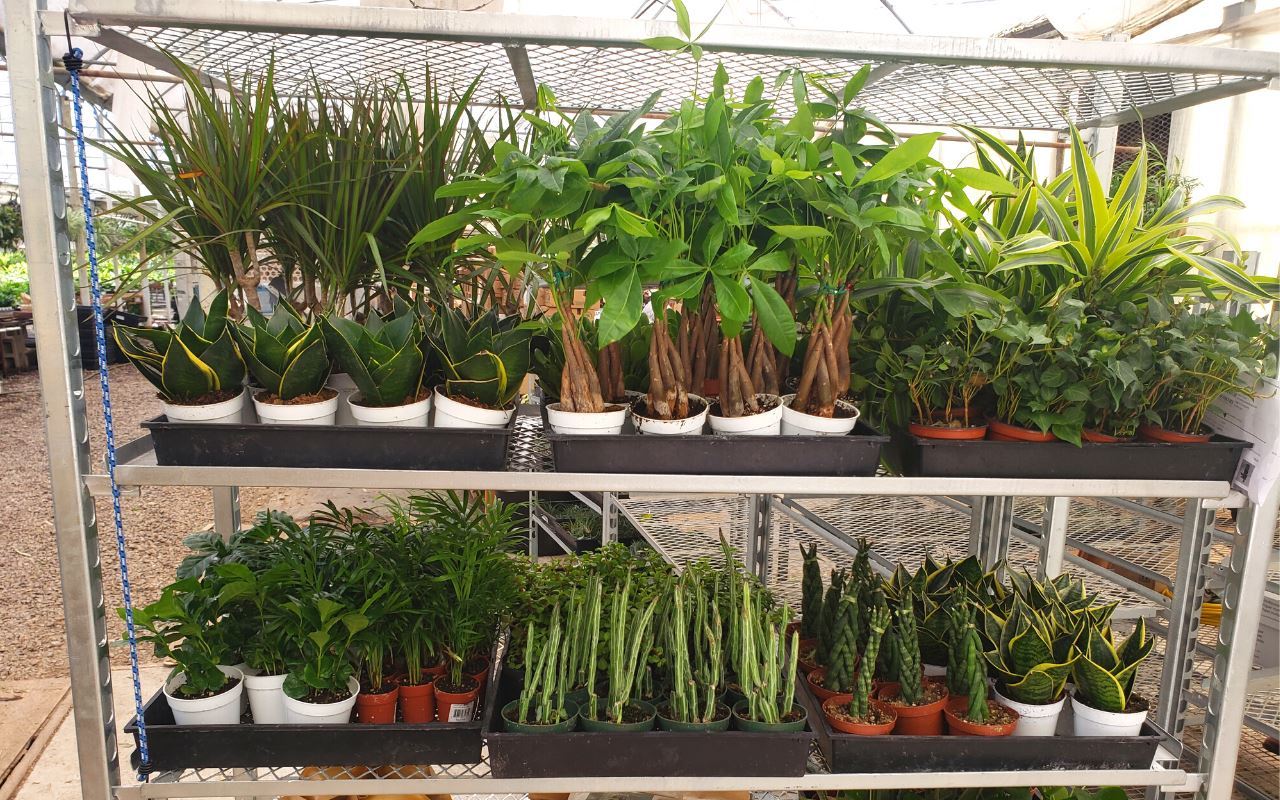 1 Mystery Plant Monthly Subscription Box 4" potted plant