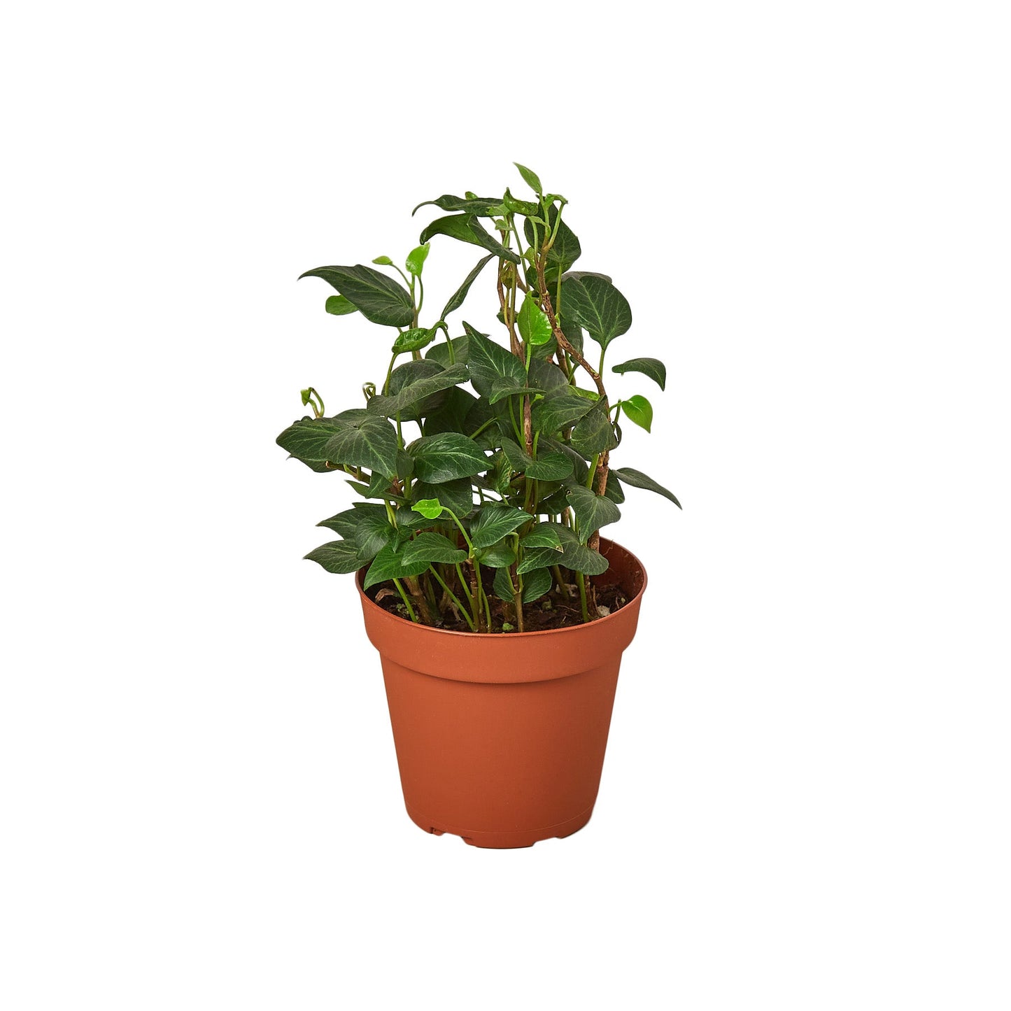 English Ivy 'Heart' potted plant