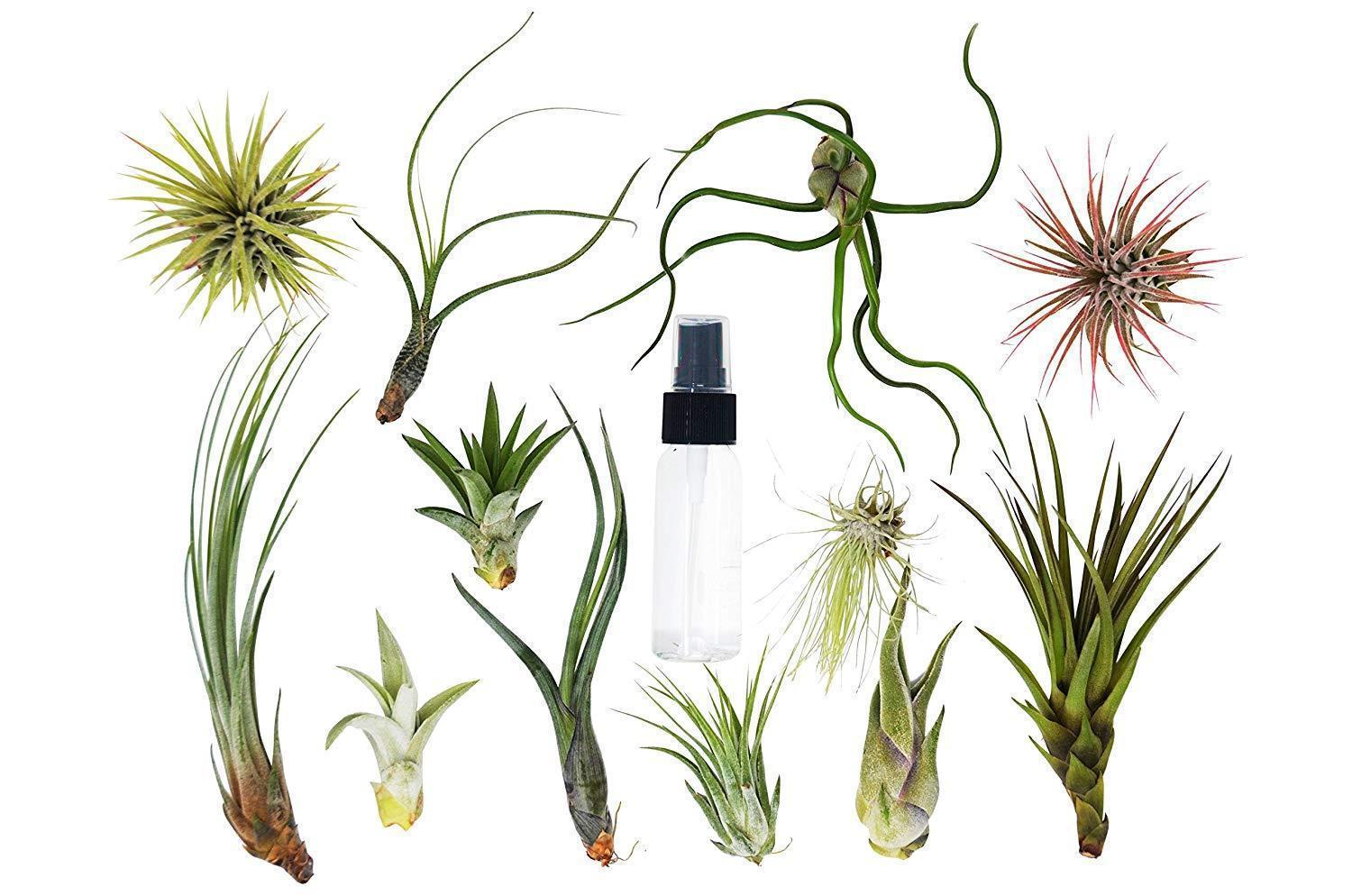 Tillandsia Air Plant Variety Pack w/ Spray Bottle potted plant