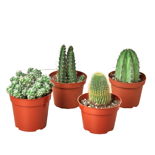 4 Cacti Variety Pack 0" potted plant