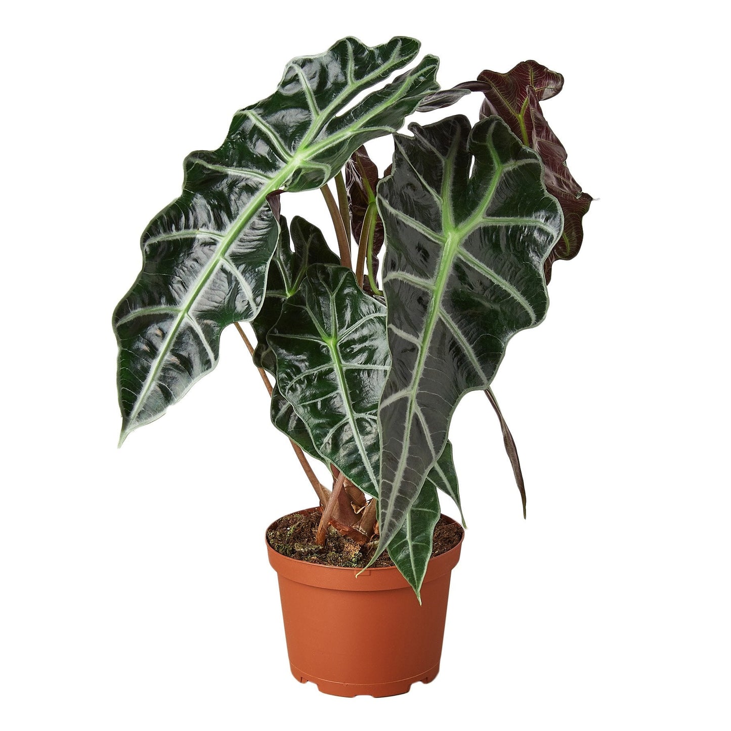 Alocasia Polly 'African Mask' potted plant