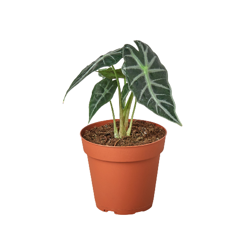 Alocasia Amazonica 'Bambino' potted plant
