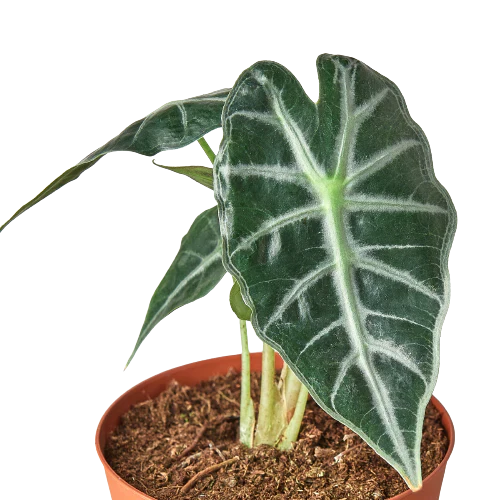 Alocasia Amazonica 'Bambino' potted plant