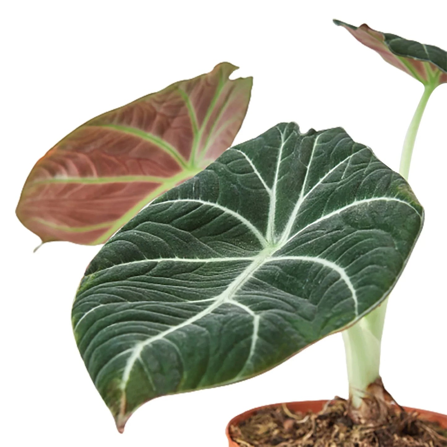 Alocasia Reginula 'Black Velvet' potted plant