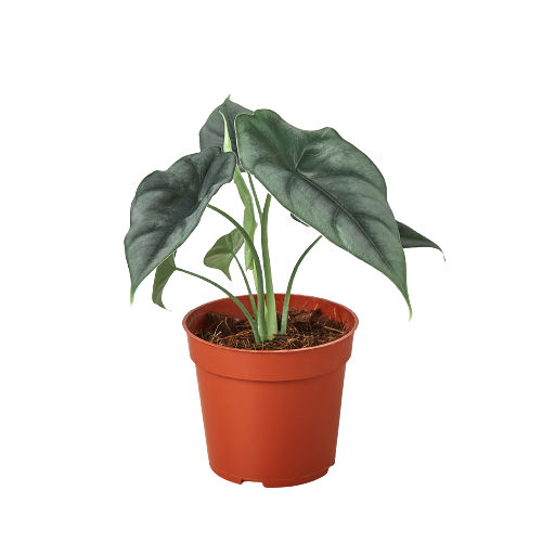 Alocasia Amazonica 'Reversa' potted plant