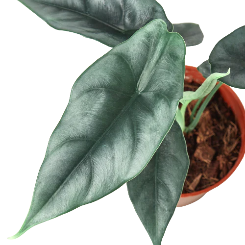Alocasia Amazonica 'Reversa' potted plant