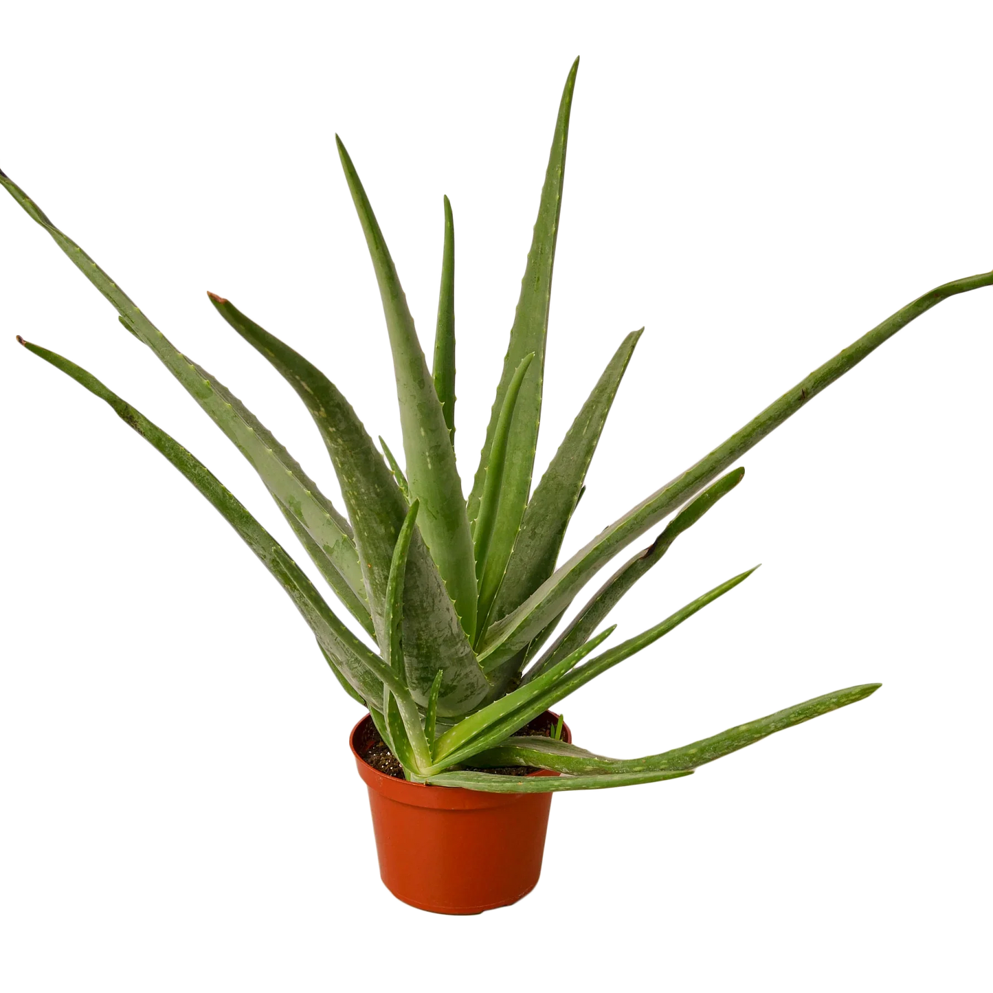 Aloe Vera potted plant