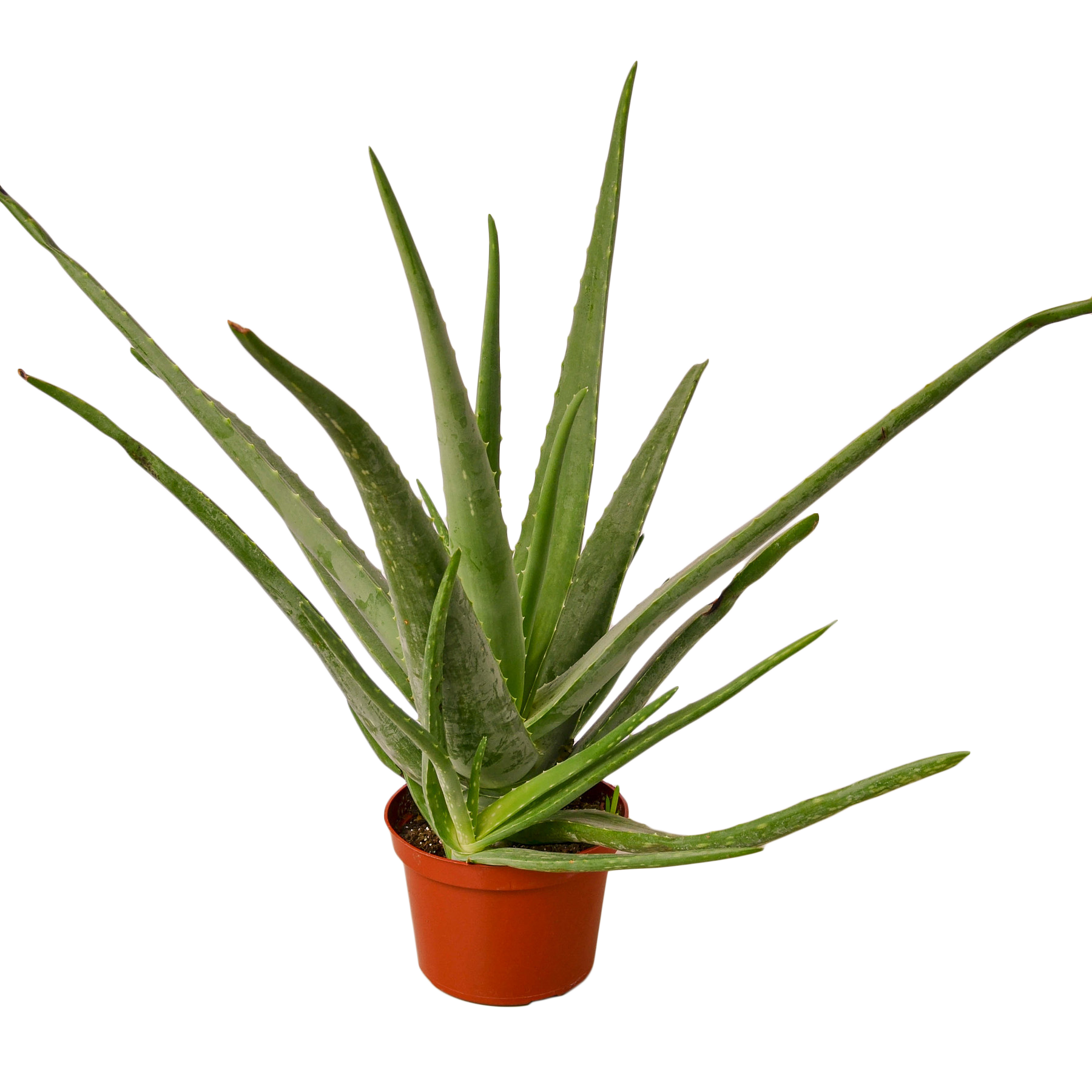 Aloe Vera 6" potted plant