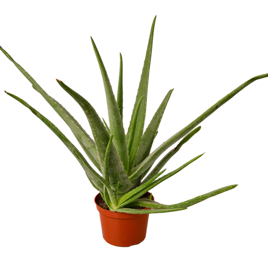 Aloe Vera 6" potted plant