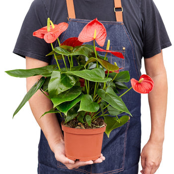 Anthurium 'Red' potted plant