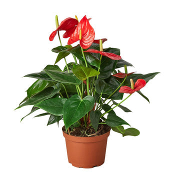 Anthurium 'Red' potted plant