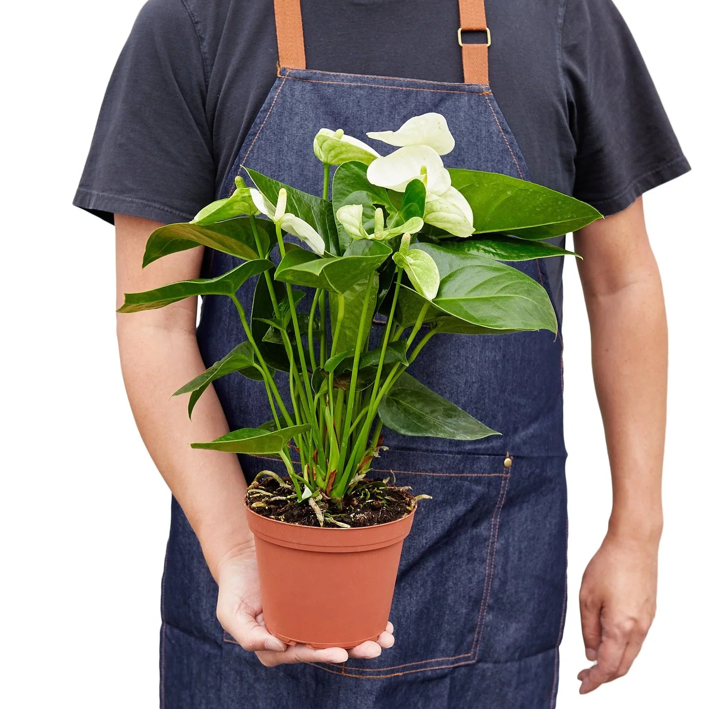 Anthurium 'White' potted plant