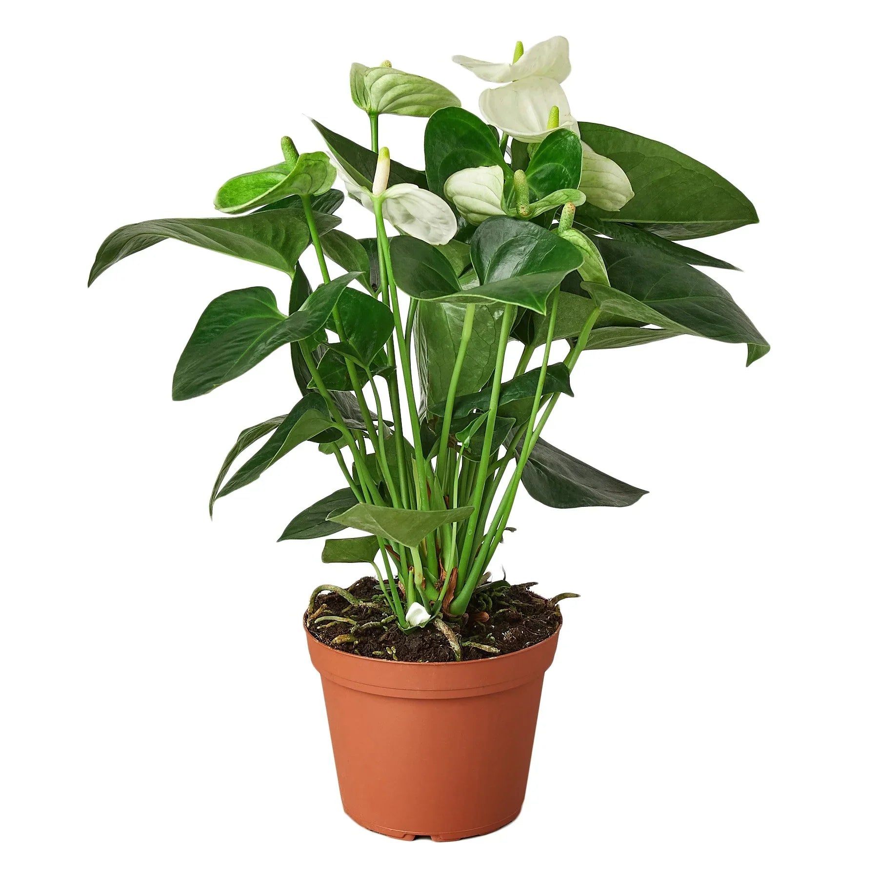 Anthurium 'White' potted plant