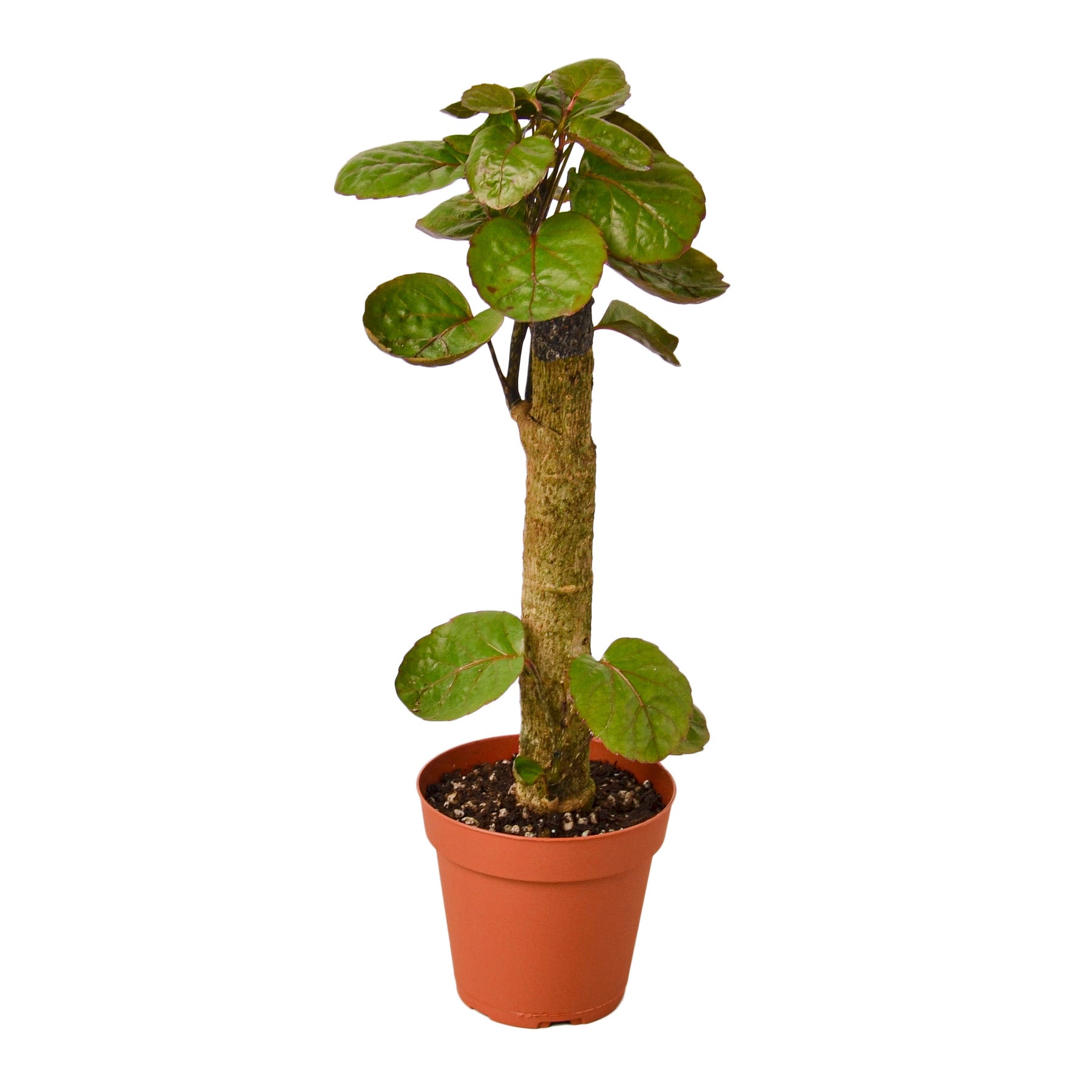 Aralia Fabian Stump 'Polyscias Scutellaria' potted plant