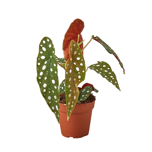 Begonia 'Maculata' 4" potted plant