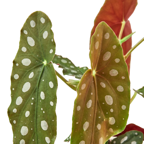 Begonia 'Maculata' 4" potted plant