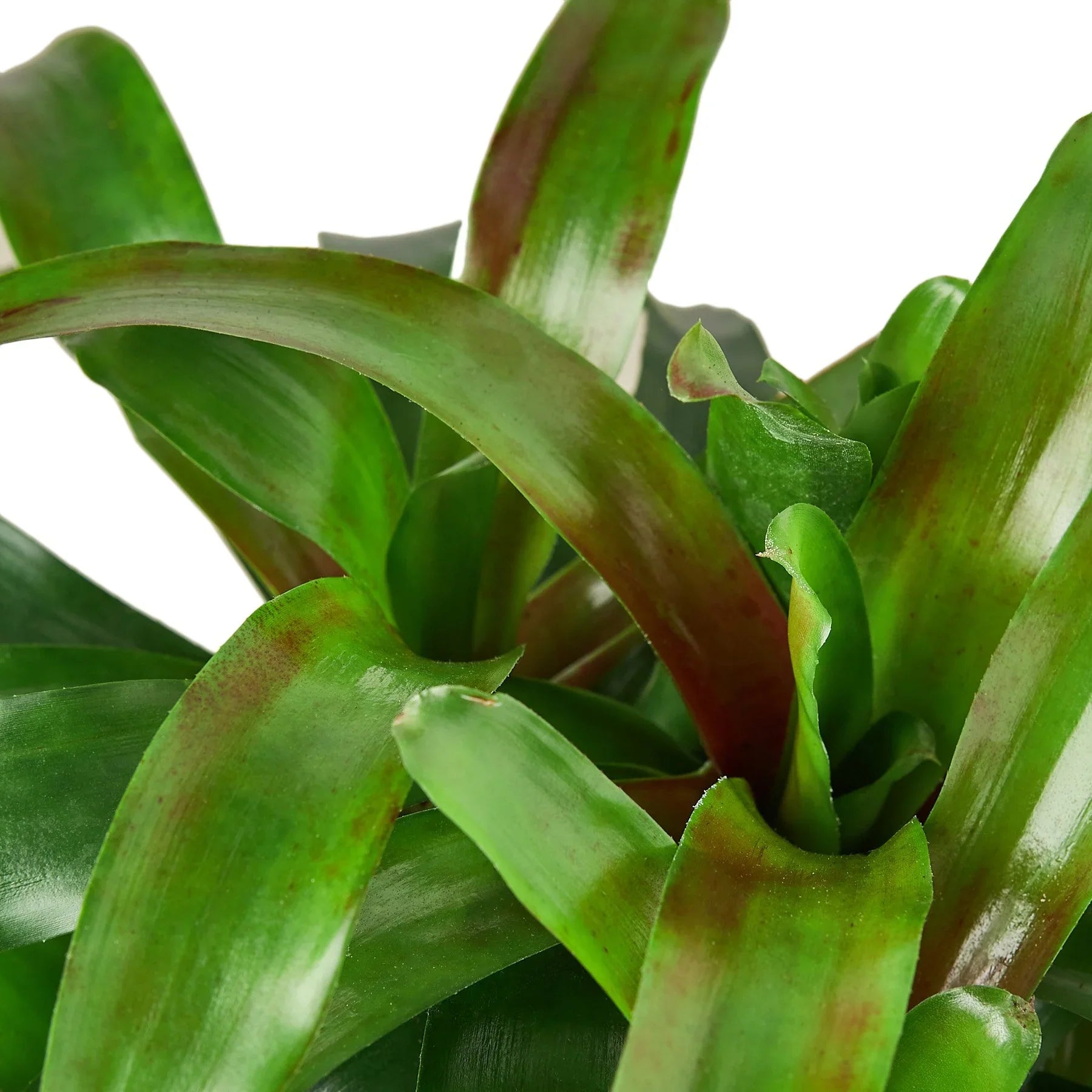 Bromeliad 'Fireball' potted plant