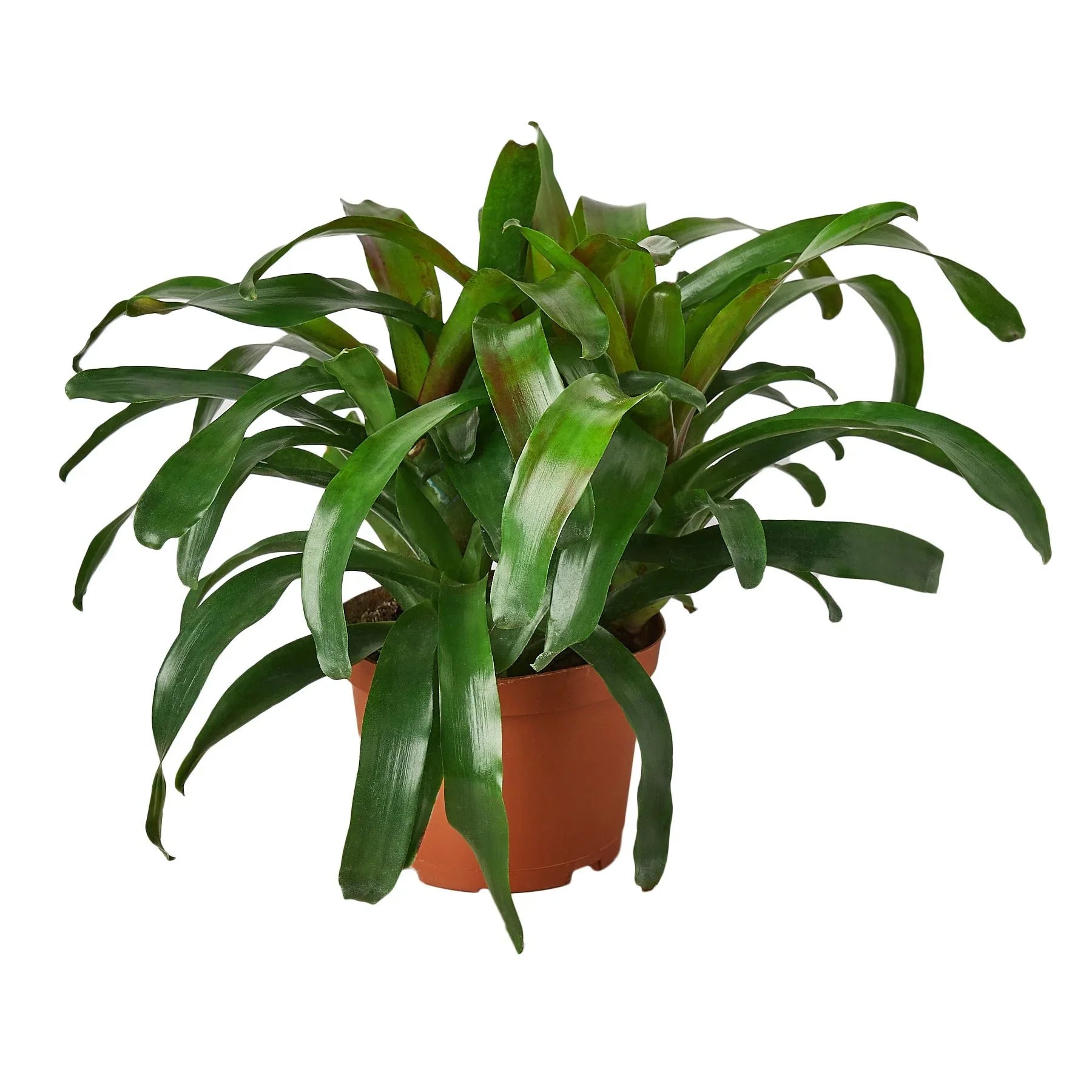 Bromeliad 'Fireball' potted plant