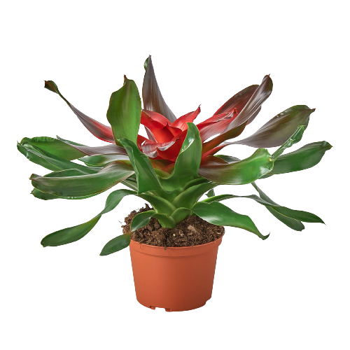 Bromeliad Medusa potted plant