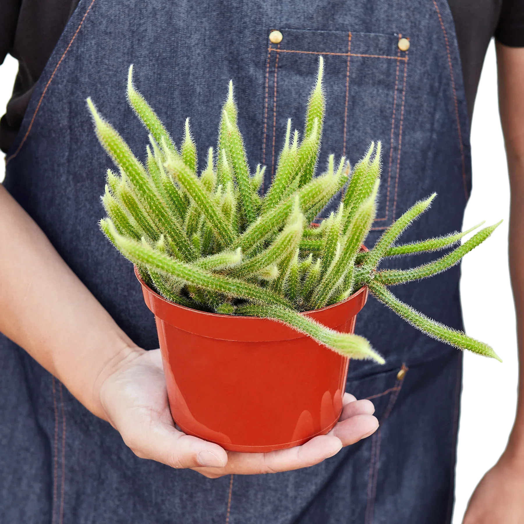 Rat Tail Cactus potted plant