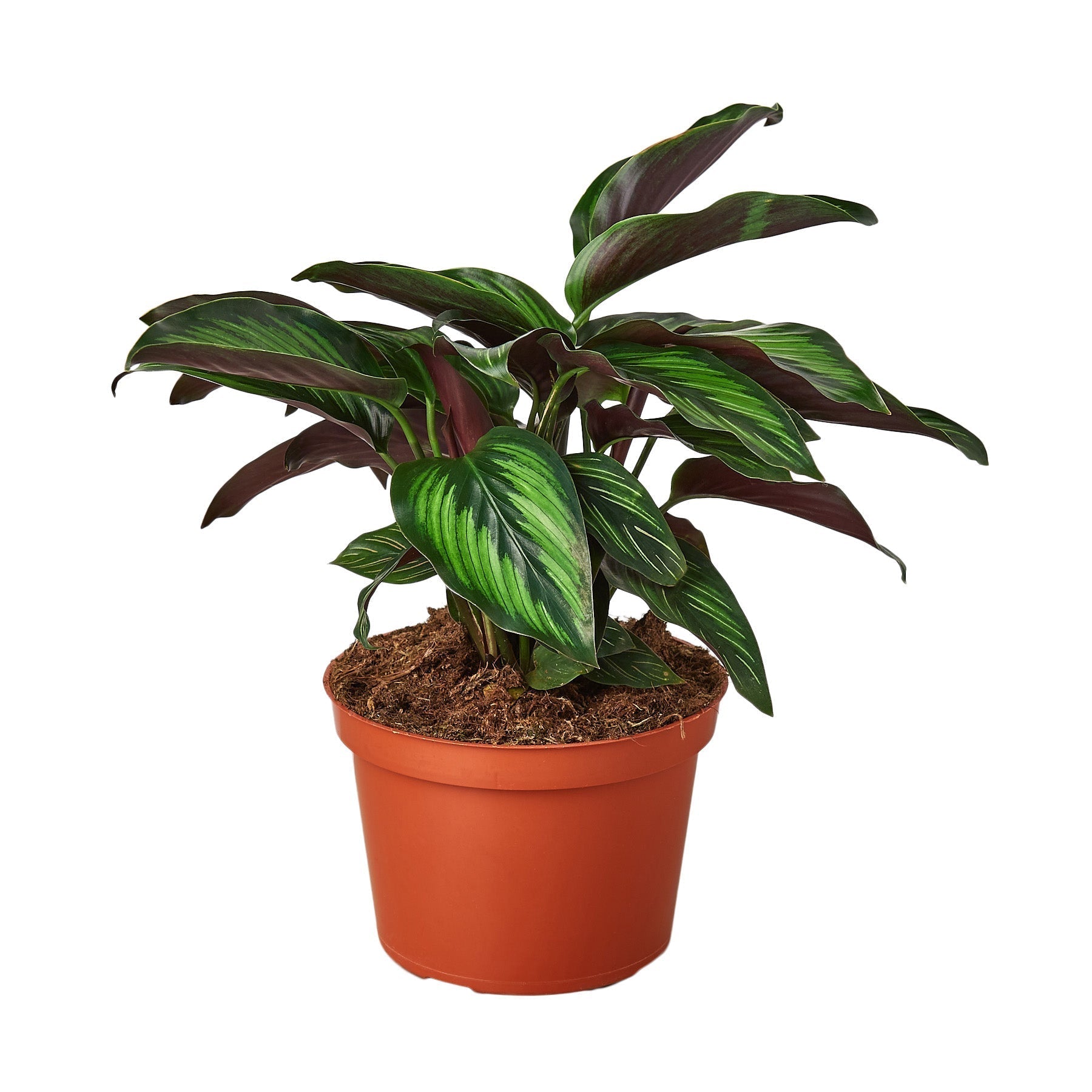 Calathea 'Beauty Star' 6" potted plant
