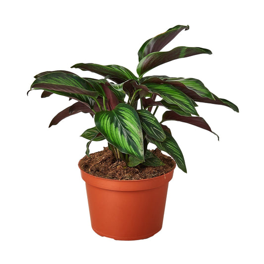 Calathea 'Beauty Star' 6" potted plant