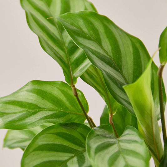 Calathea Concinna 'Freddie' - House Plant Shop