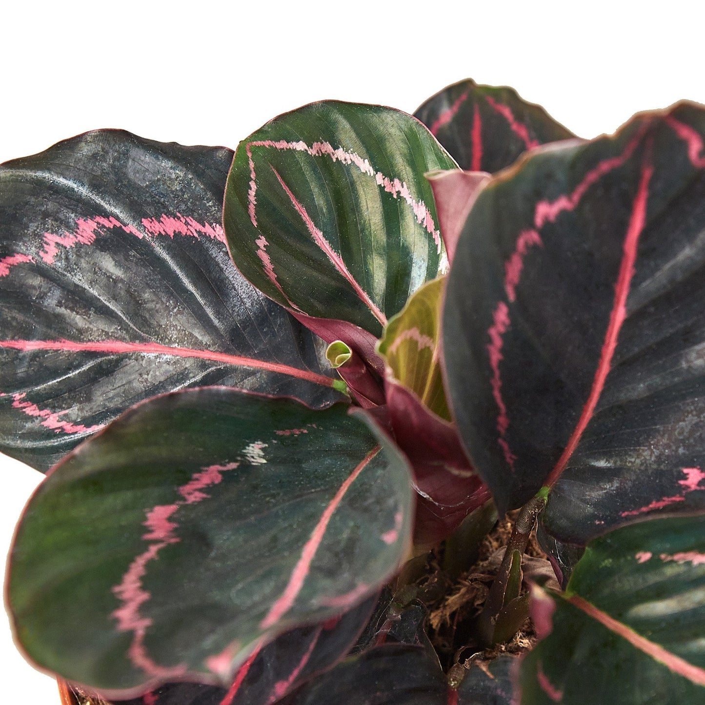 Calathea 'Dottie' 4" potted plant