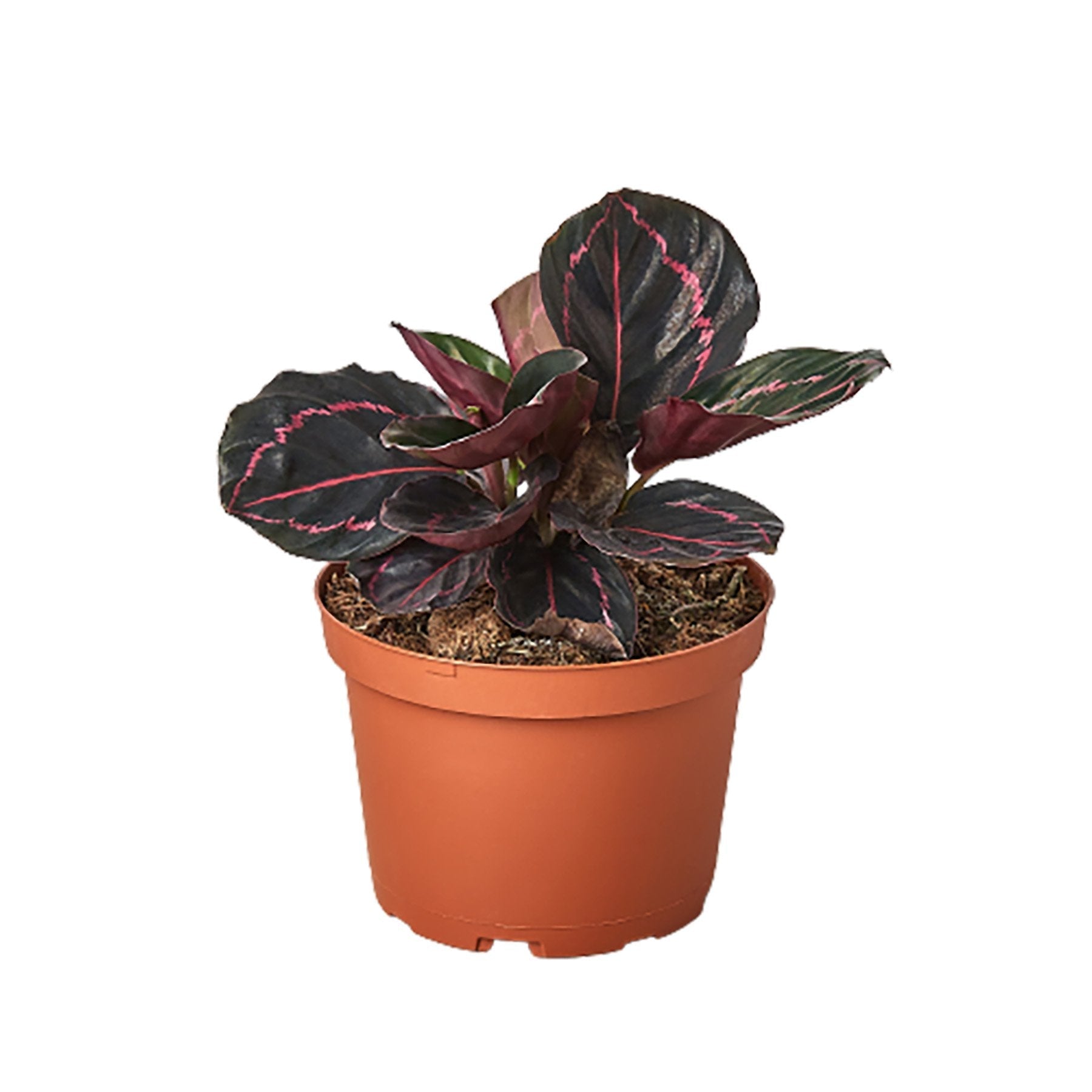 Calathea 'Dottie' 4" potted plant