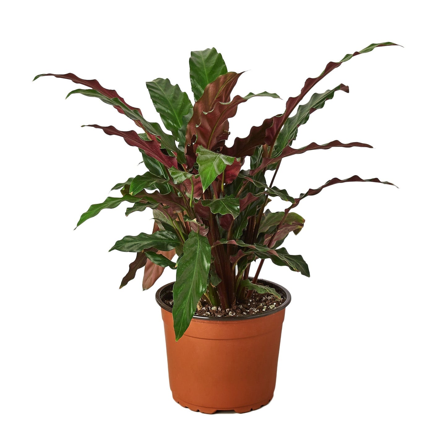 Calathea Rufibarba 'Furry Feather' 6" potted plant