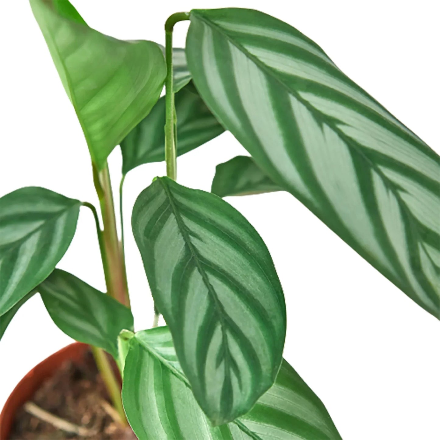Calathea 'Grey Star' 6" potted plant