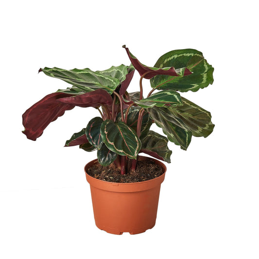 Calathea Roseopicta 'Medallion' potted plant