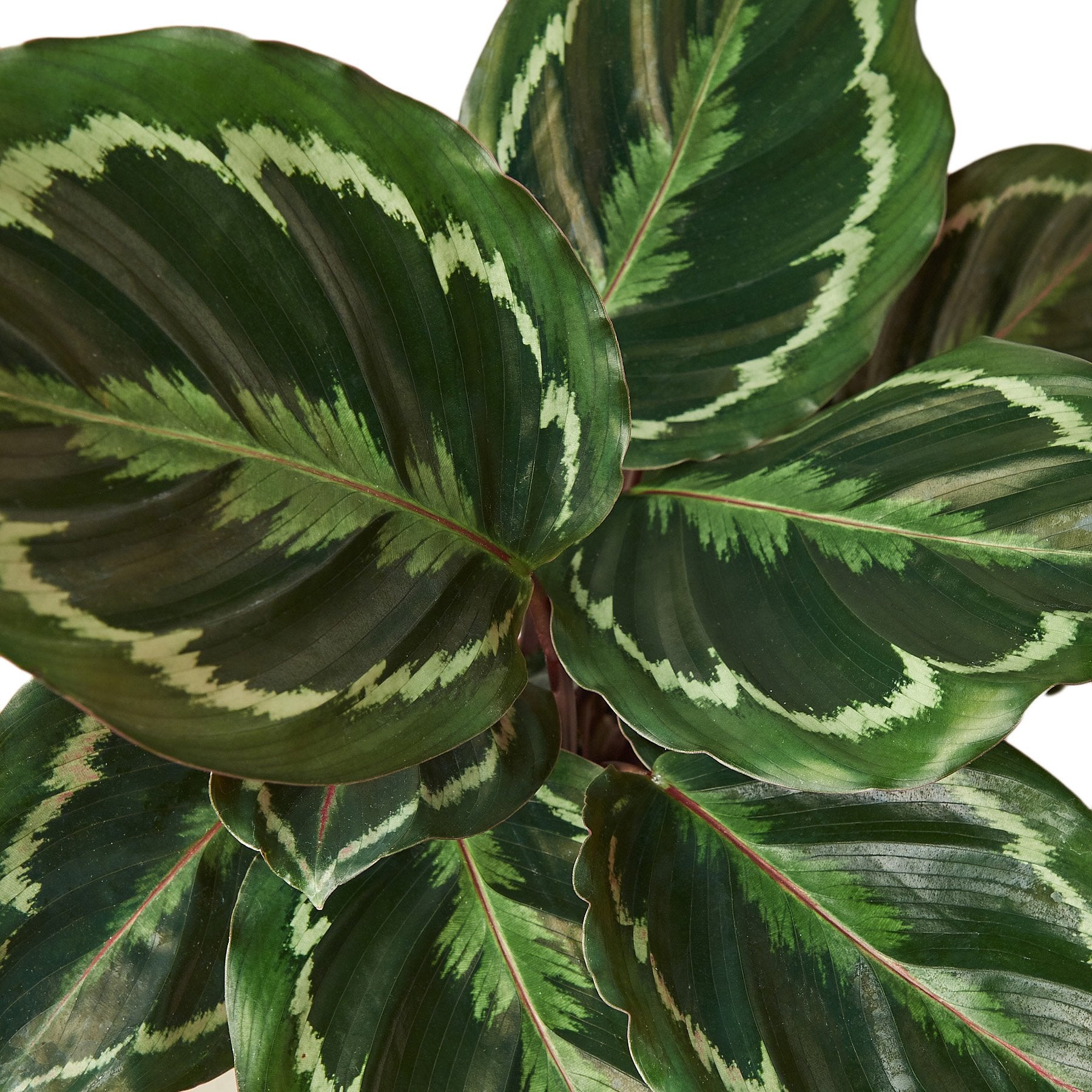 Calathea Roseopicta 'Medallion' potted plant