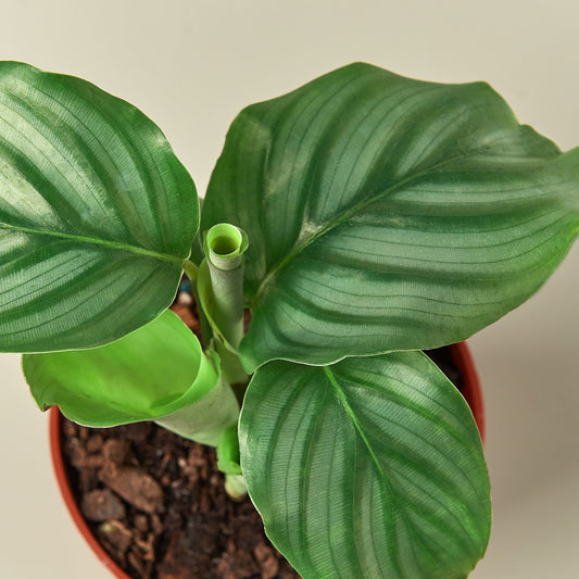 Calathea 'Orbifolia' - 4" Pot - House Plant Shop
