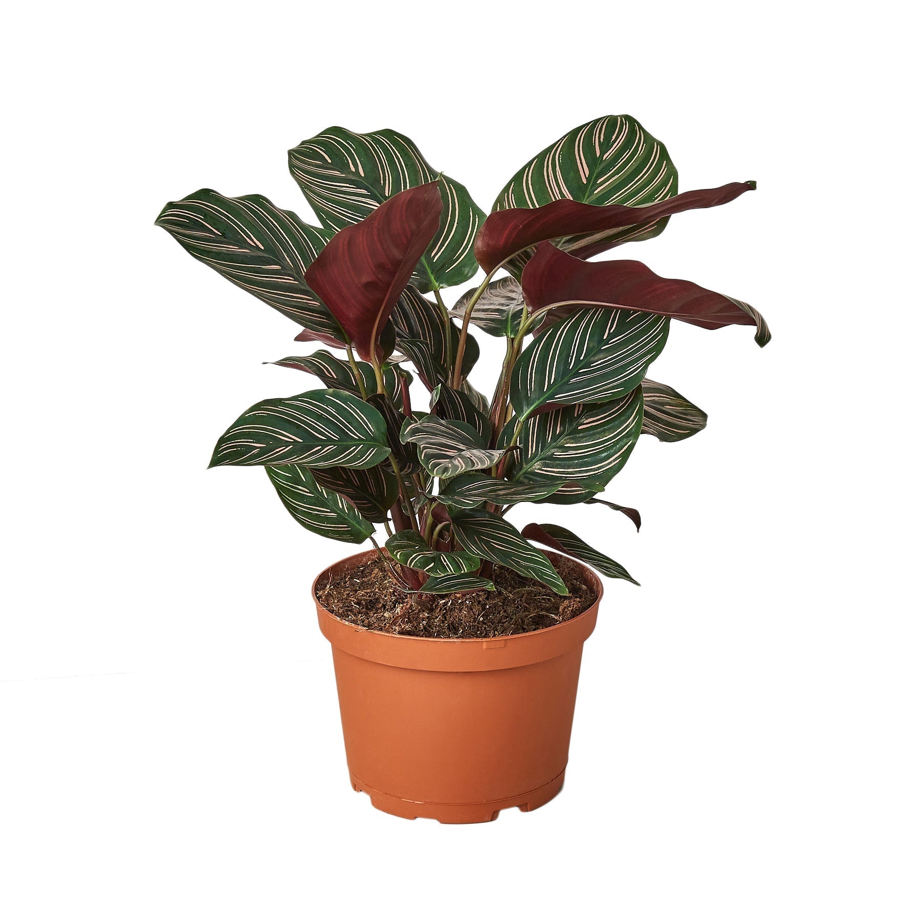Calathea 'Ornata' 6" potted plant
