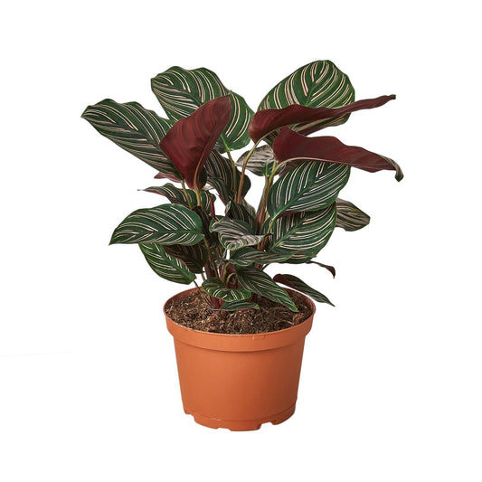 Calathea 'Ornata' 6" potted plant